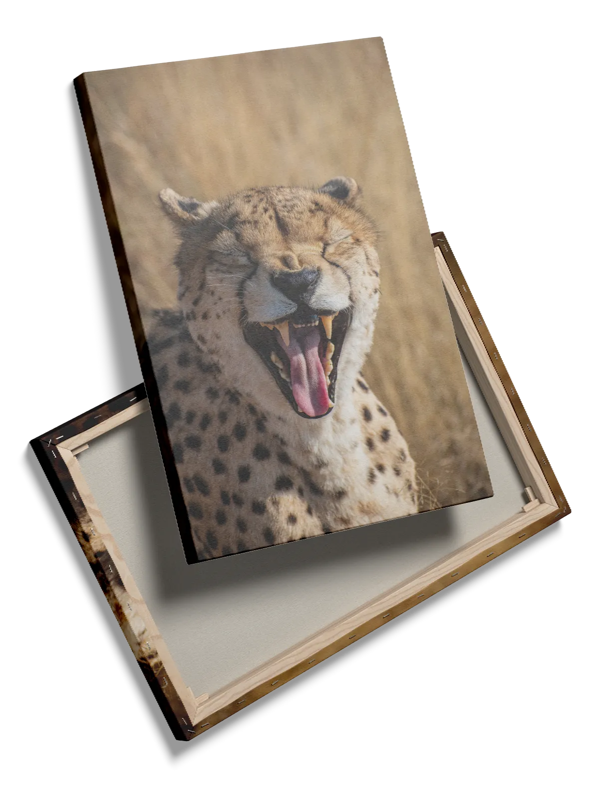 Yawning Cheetah Plakat