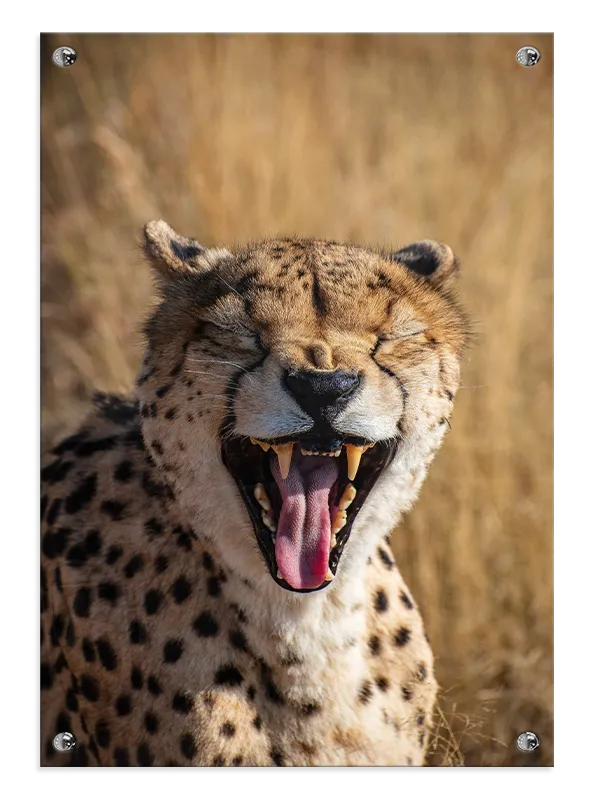 Yawning Cheetah Plakat