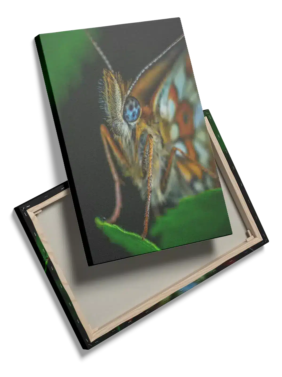 Butterfly Macro Plakat