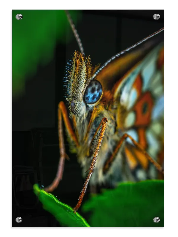 Butterfly Macro Plakat