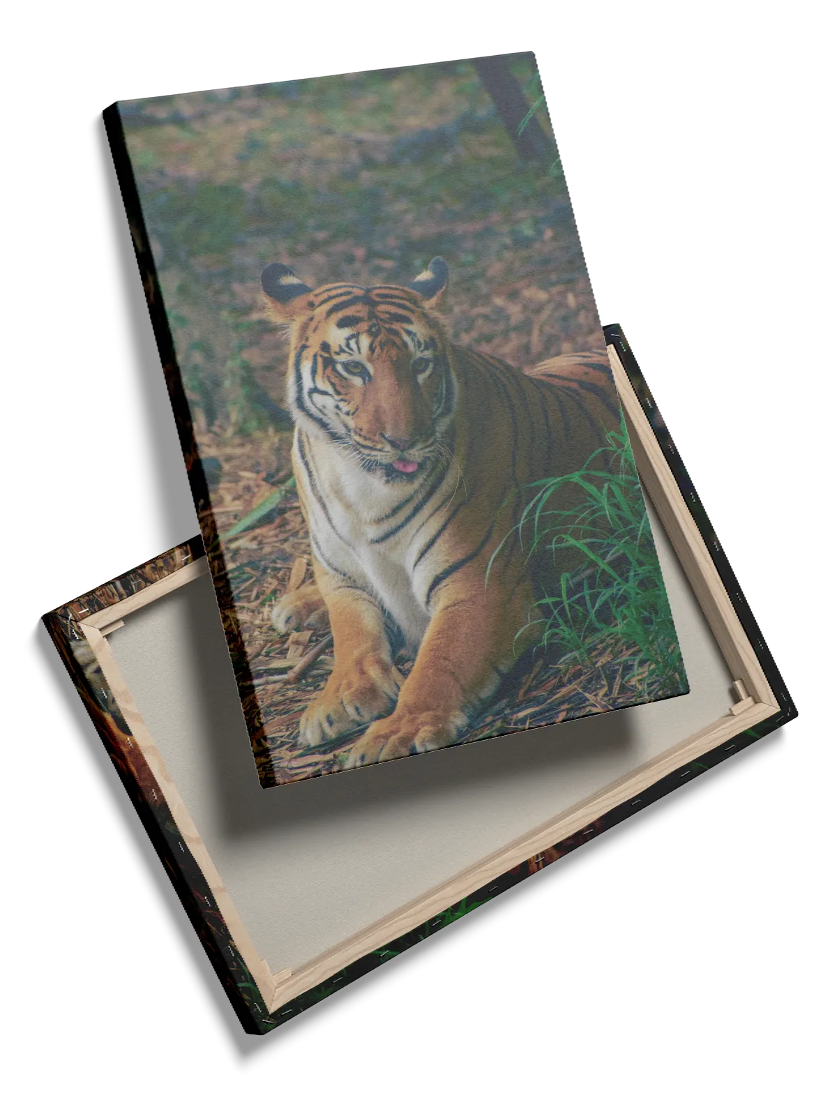 Bengal Tiger Resting Plakat