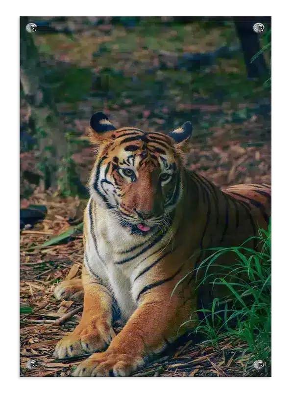 Bengal Tiger Resting Plakat