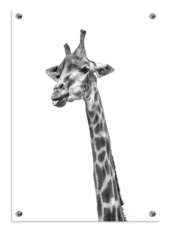 Giraffe Head Plakat