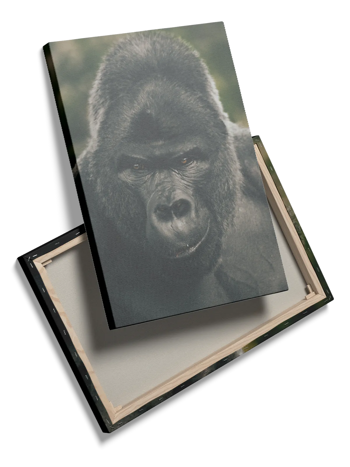 Silverback Gorilla Face Plakat