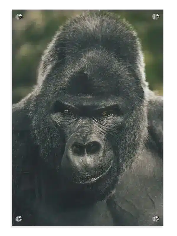 Silverback Gorilla Face Plakat