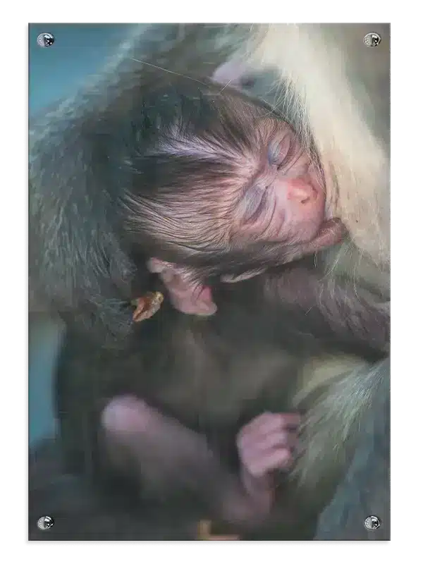 Abe Baby Plakat