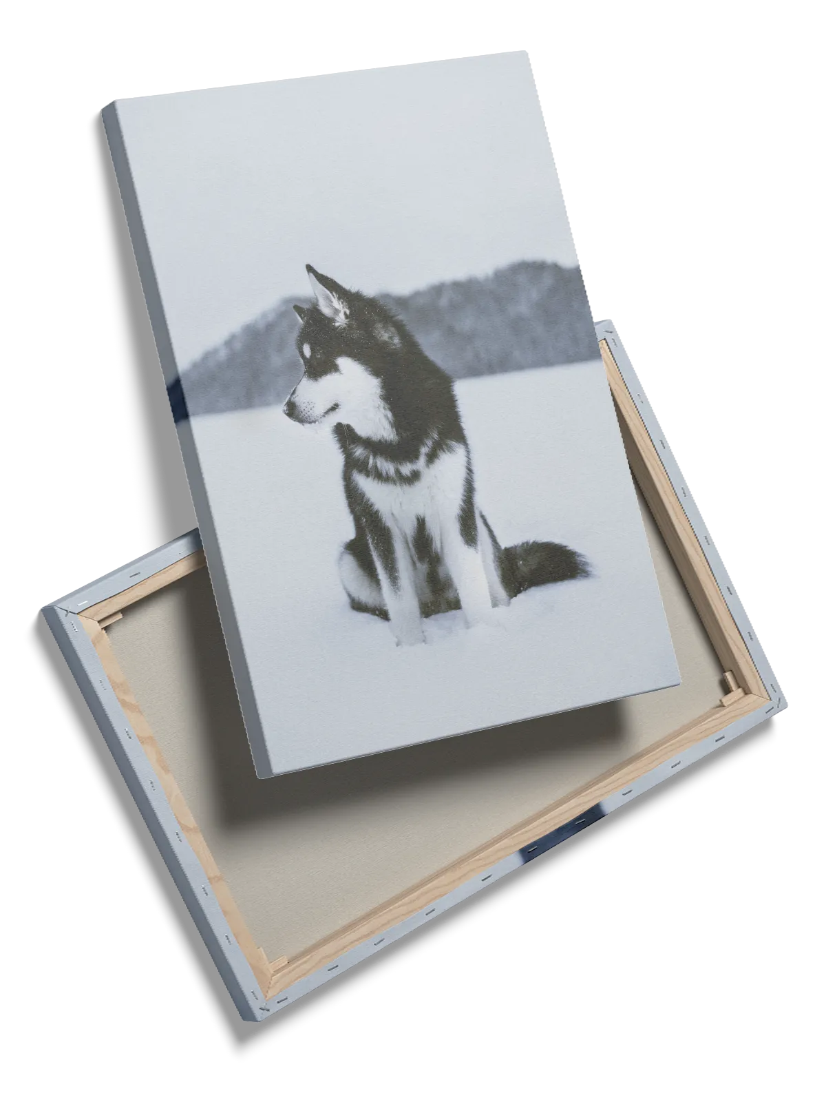 Husky In Snow Plakat