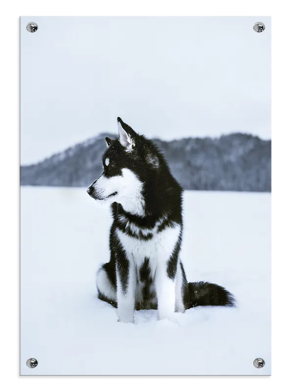 Husky In Snow Plakat