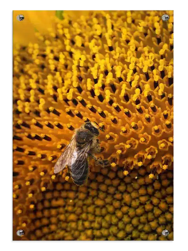 Honeybee Plakat