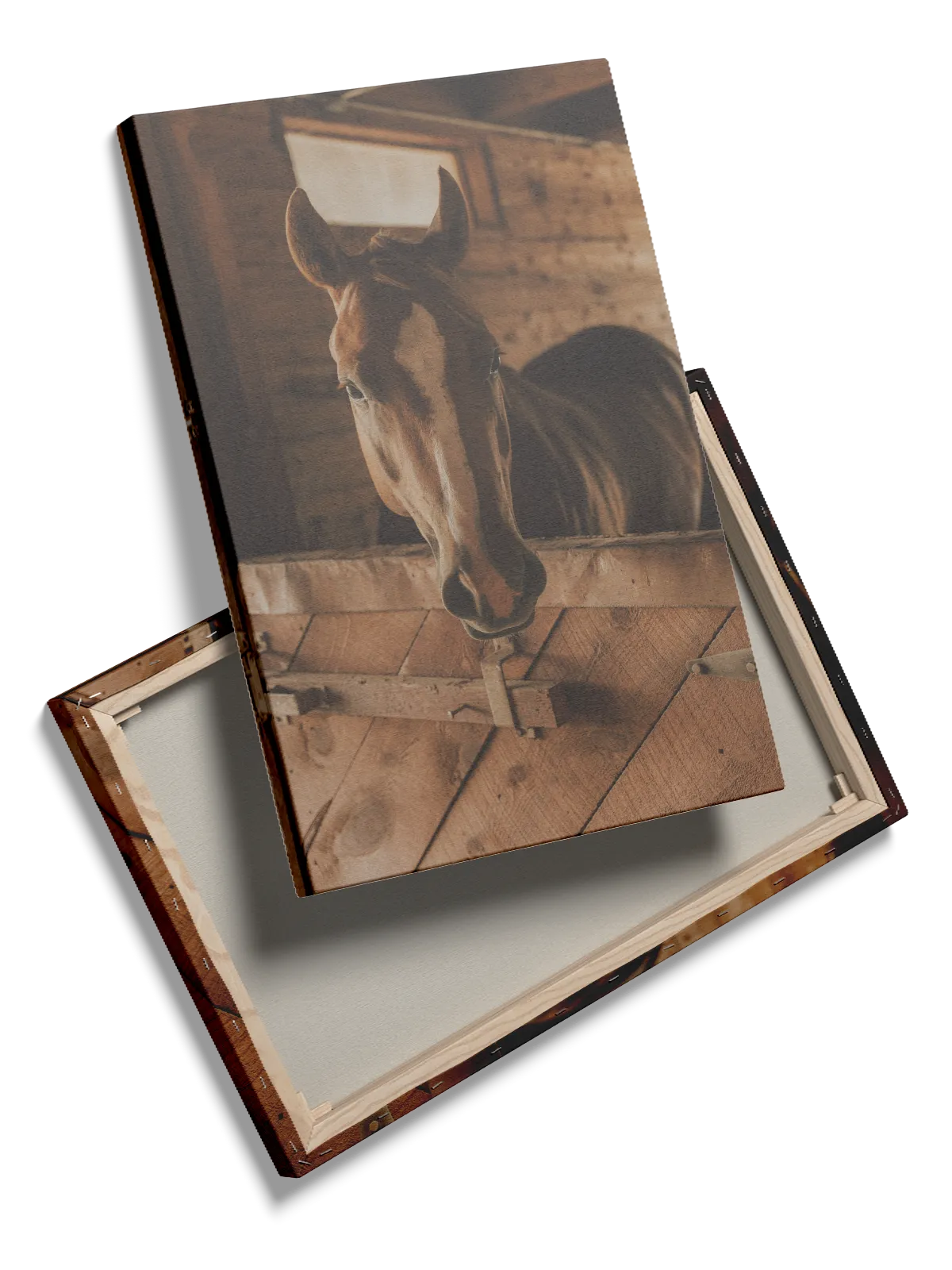 Brown Horse Plakat
