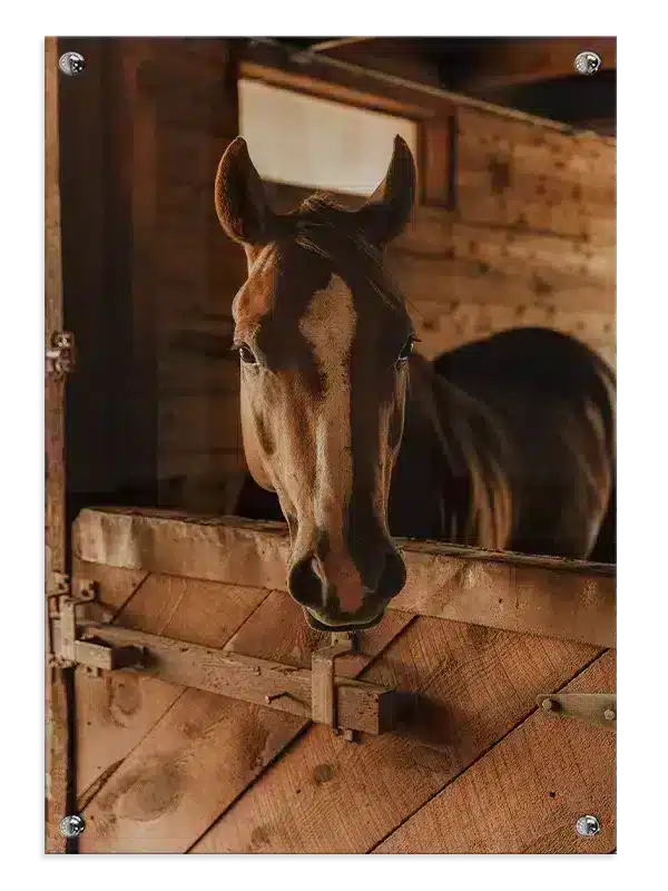 Brown Horse Plakat