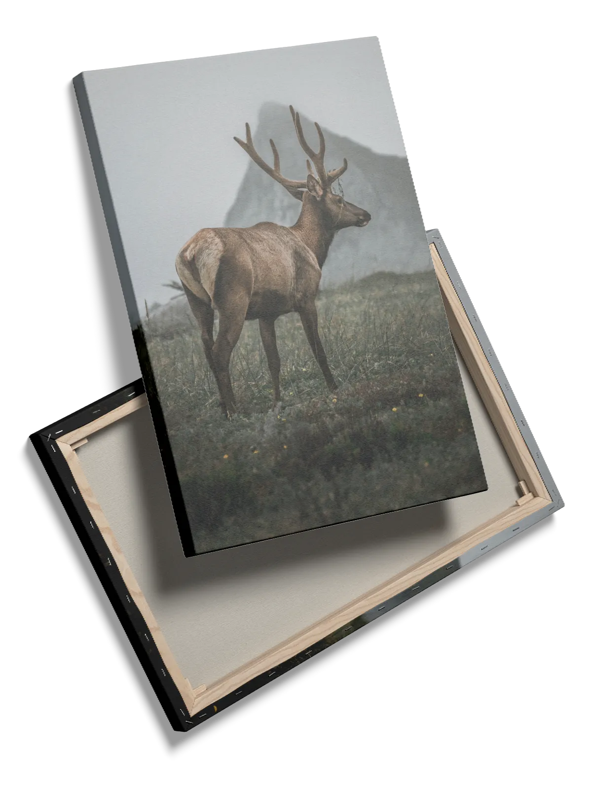Elk With Antlers Plakat