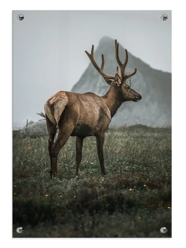 Elk With Antlers Plakat