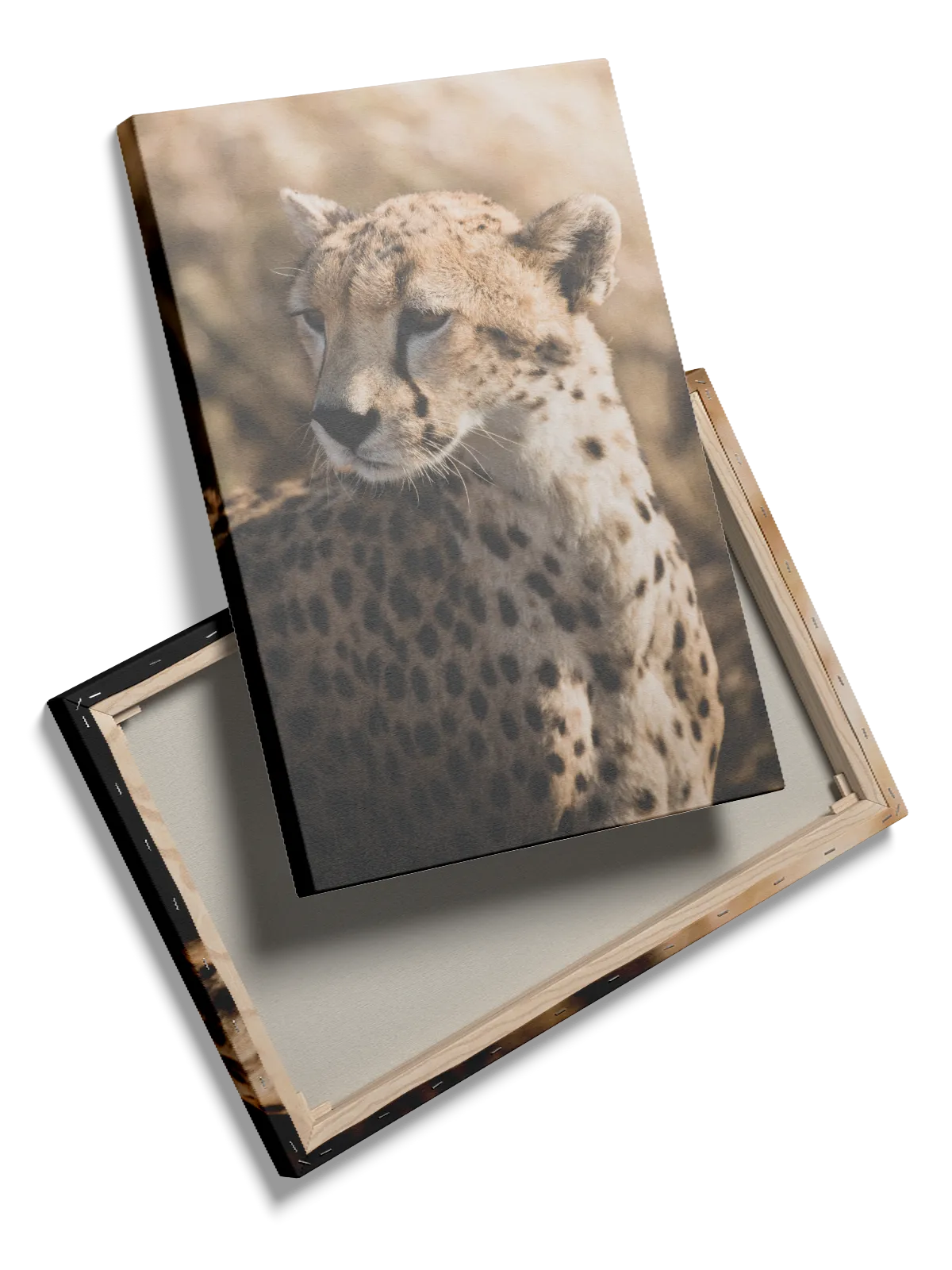 Cheetah Plakat