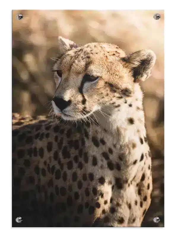 Cheetah Plakat