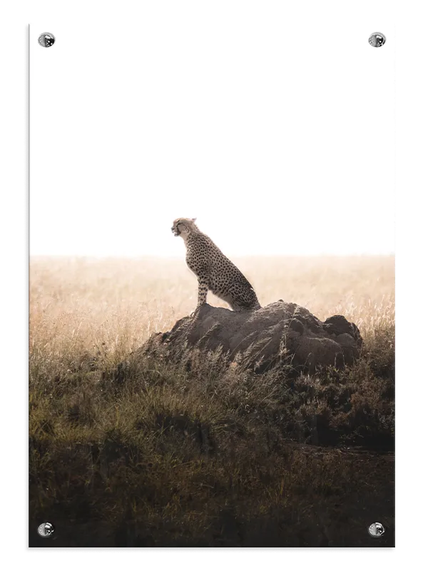 Cheetah On Plakat
