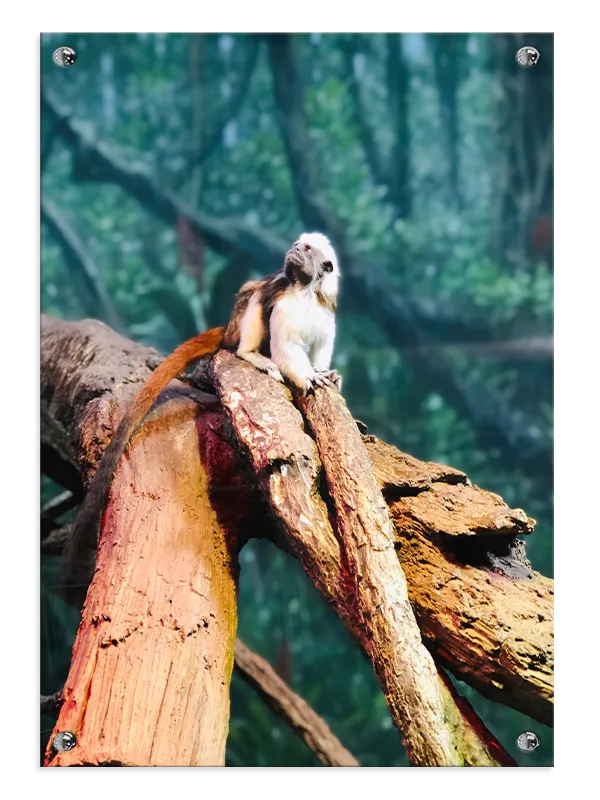 Abe Cotton Top Tamarin Plakat