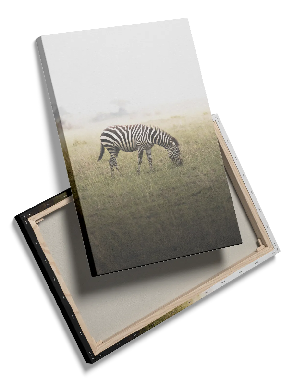 Grazing Zebra Plakat
