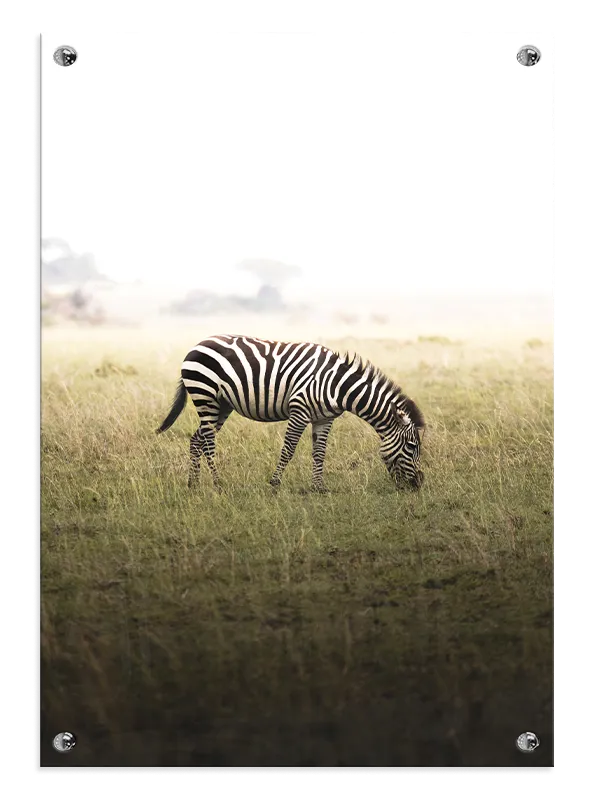 Grazing Zebra Plakat