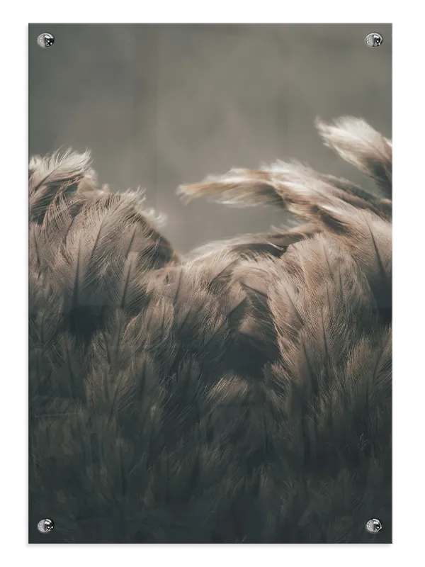 Bi Ostrich Plakat