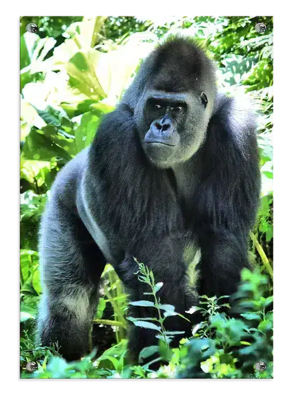 Silverback Gorilla Jungle Plakat