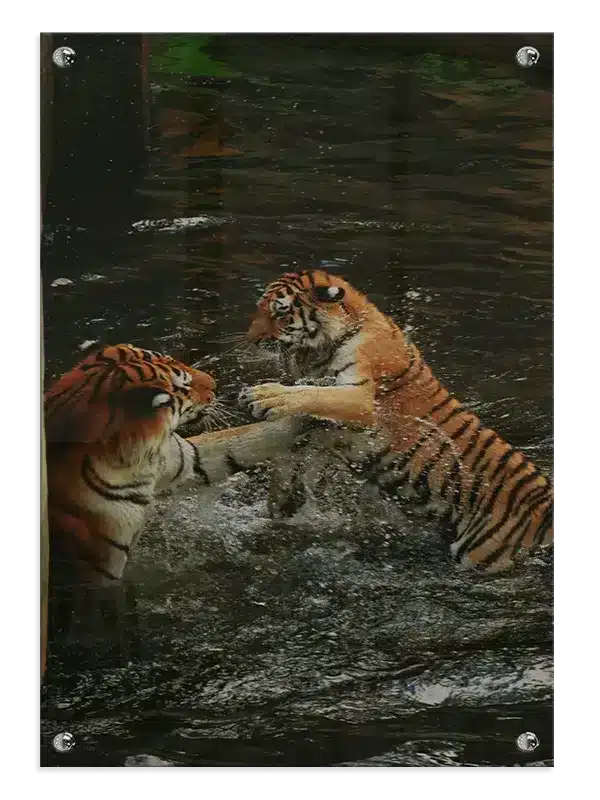Tiger Play Plakat
