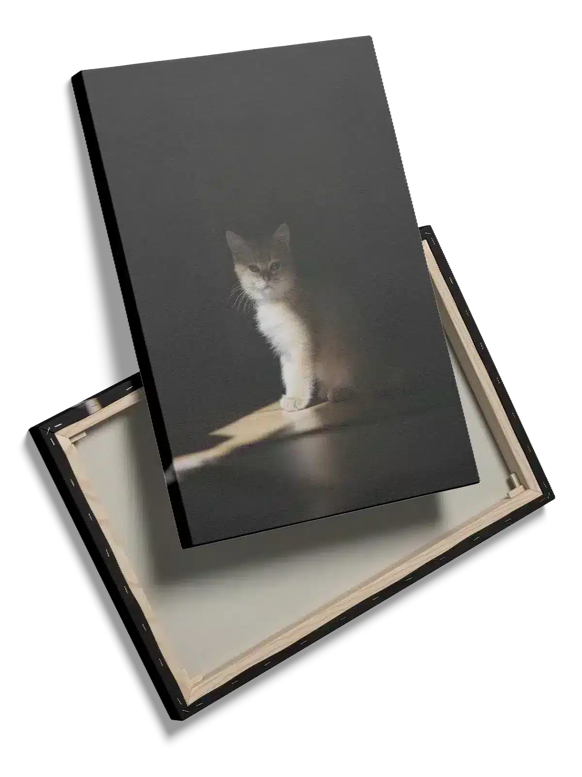 Kitten Sitting Plakat
