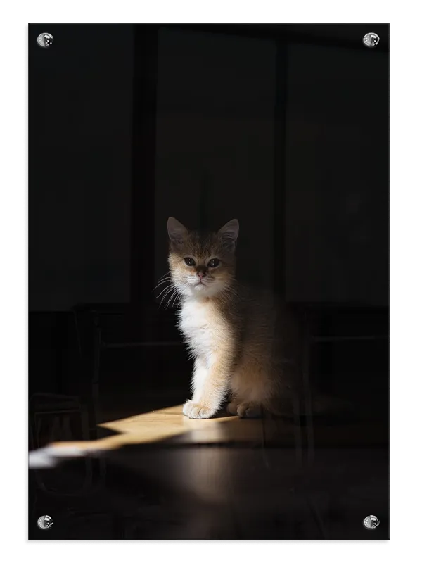 Kitten Sitting Plakat