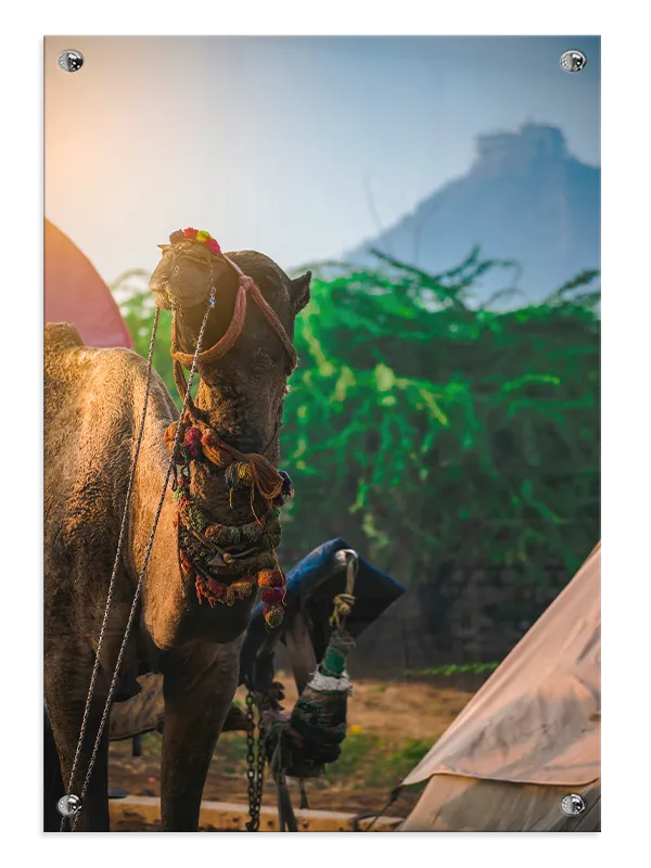 Ko Decorated Camel Plakat