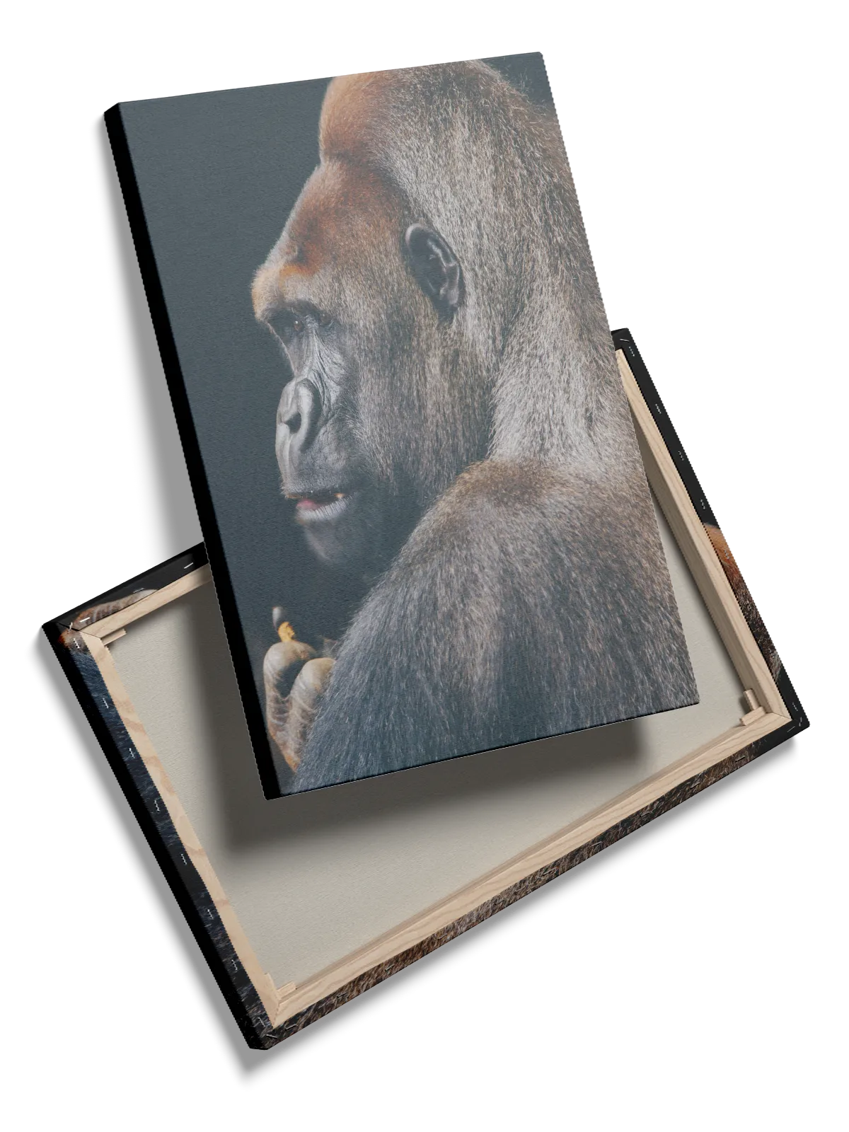 Silverback Gorilla Profile Plakat