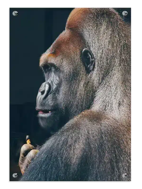 Silverback Gorilla Profile Plakat