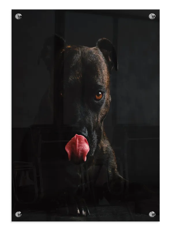 Staffordshire Bull Terrier Plakat
