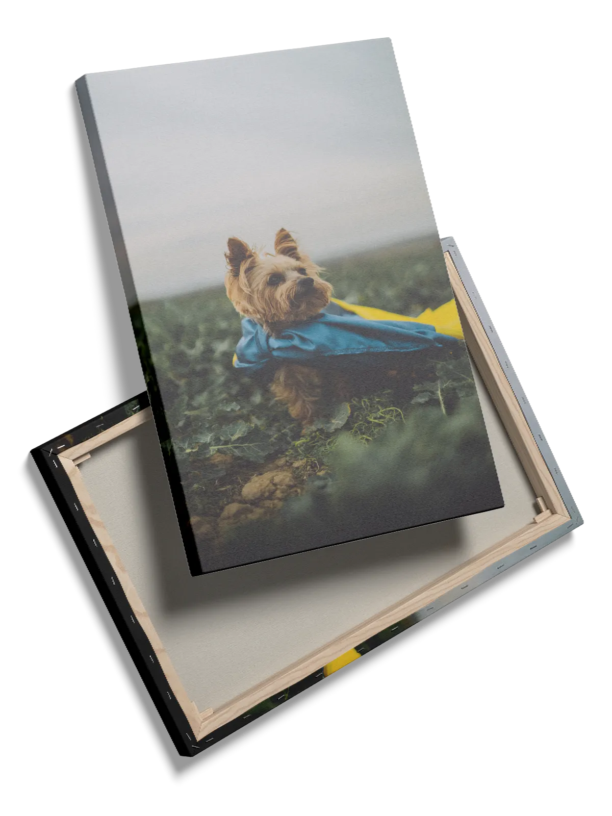 Hund Yorkshire Plakat