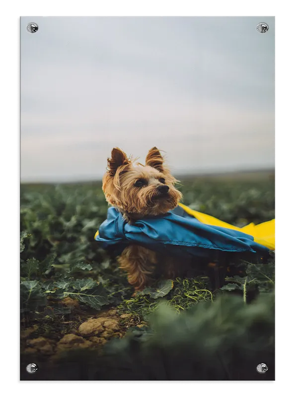 Hund Yorkshire Plakat