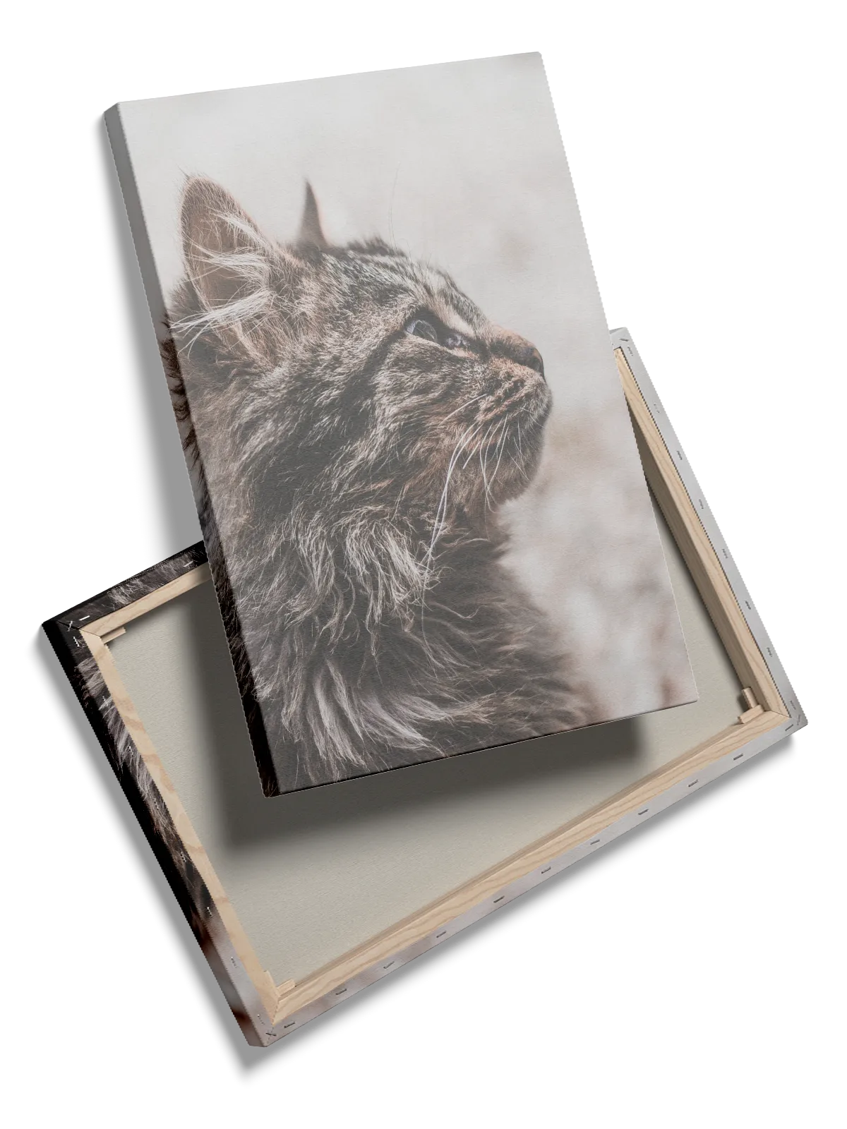 Maine Coon Plakat