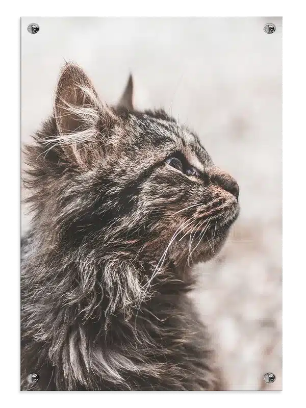 Maine Coon Plakat