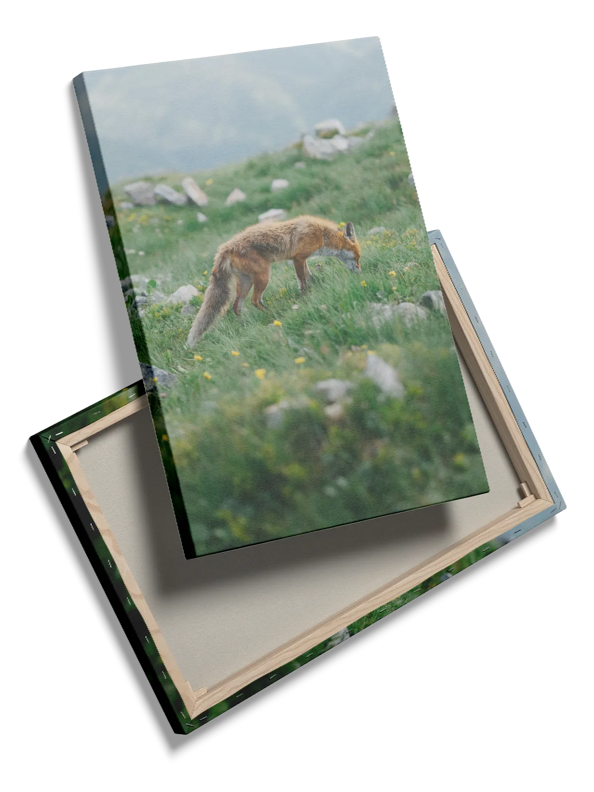 Red Fox Meadow Plakat