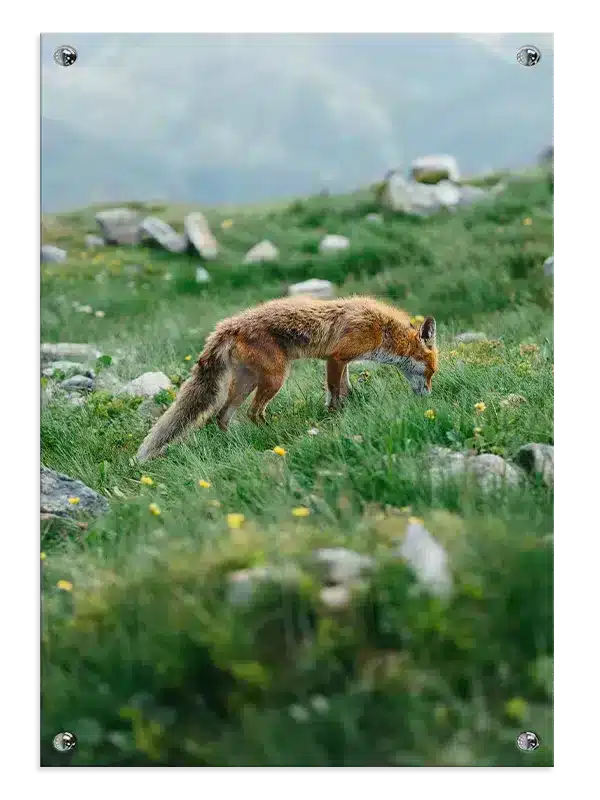 Red Fox Meadow Plakat