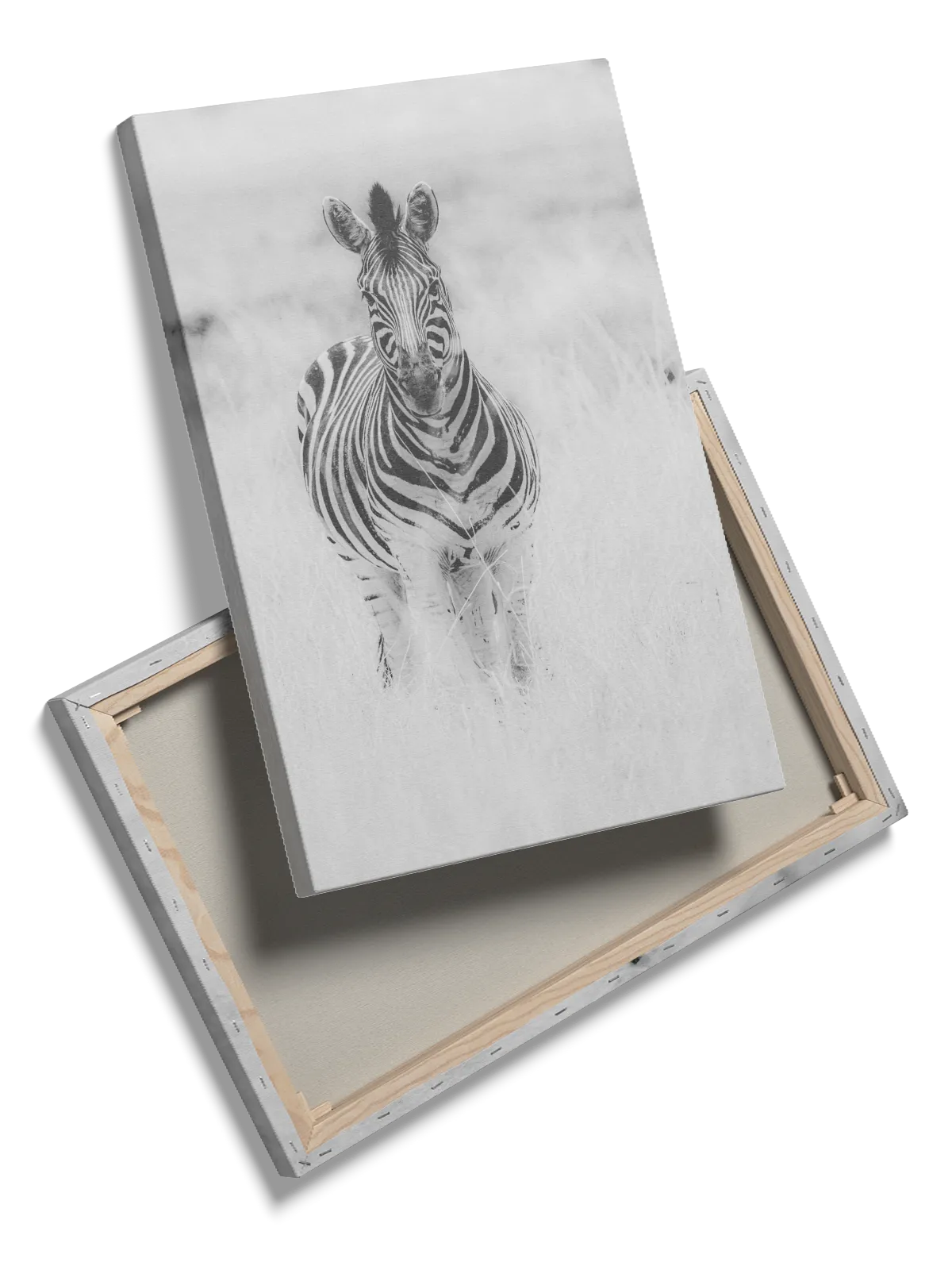 Zebra Standing Plakat