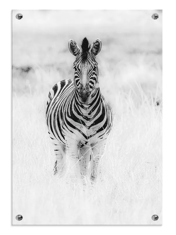 Zebra Standing Plakat