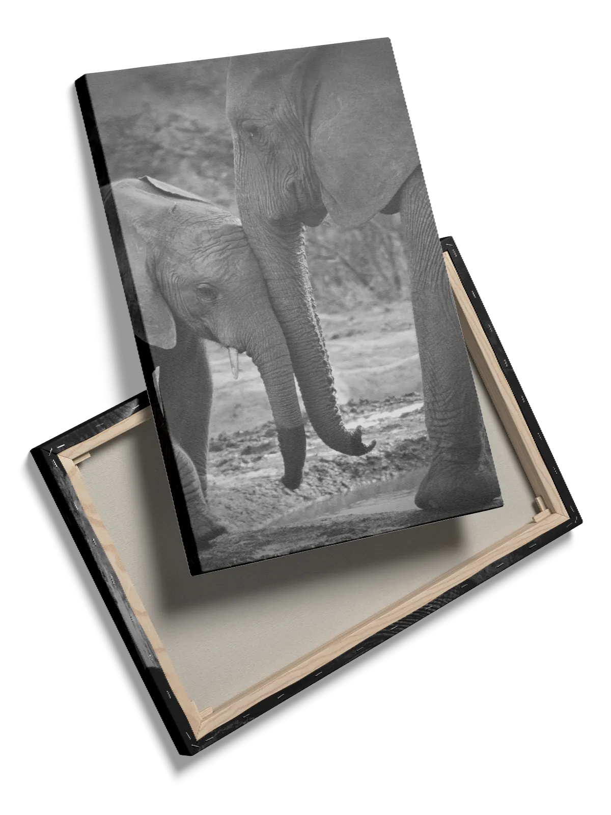 African Elephant Plakat