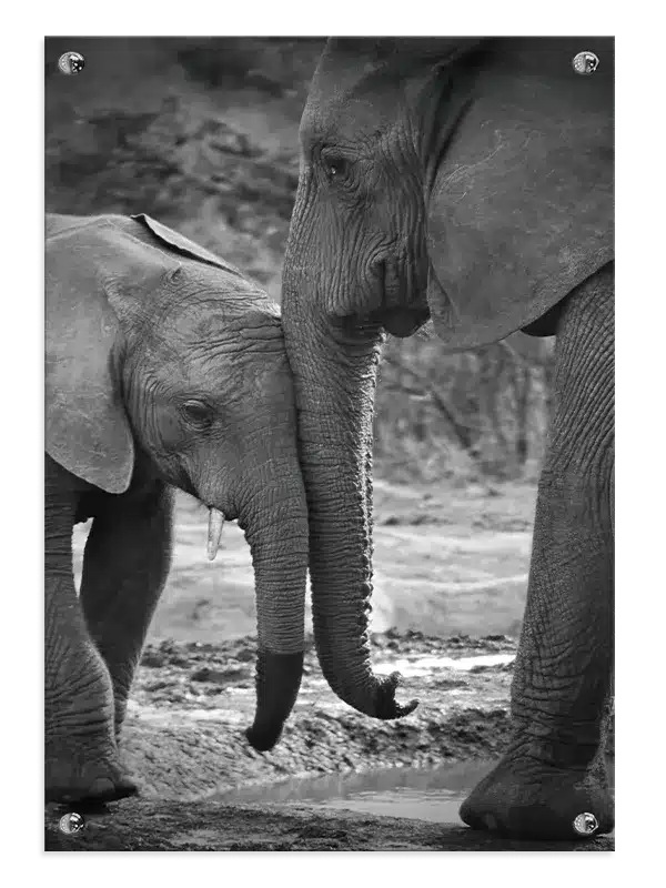 African Elephant Plakat