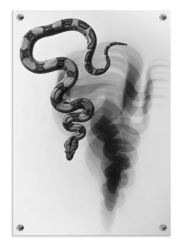 Python Snake Plakat