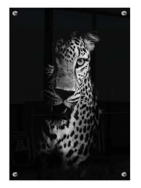 Leopard Portrait Plakat