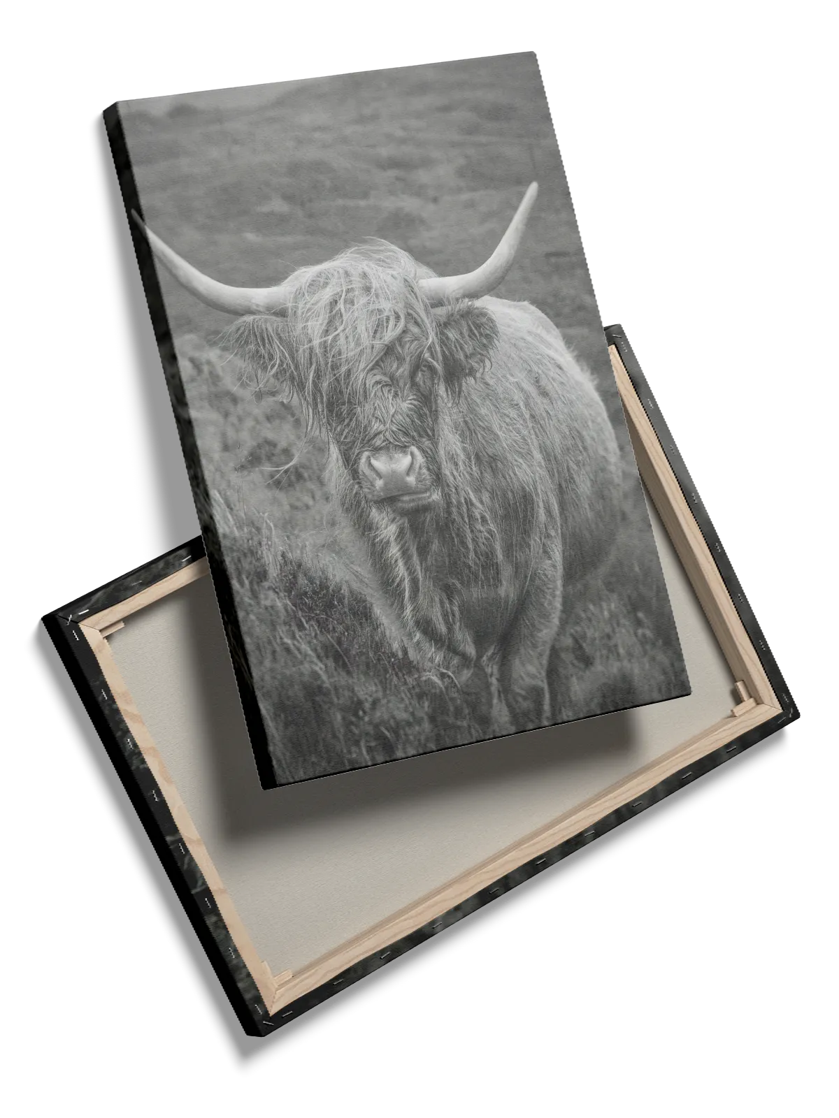 Highland Cow Plakat