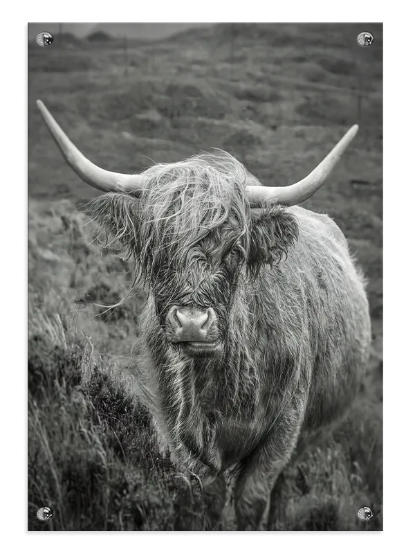 Highland Cow Plakat