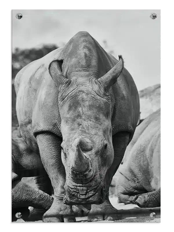 White Rhinoceros Plakat