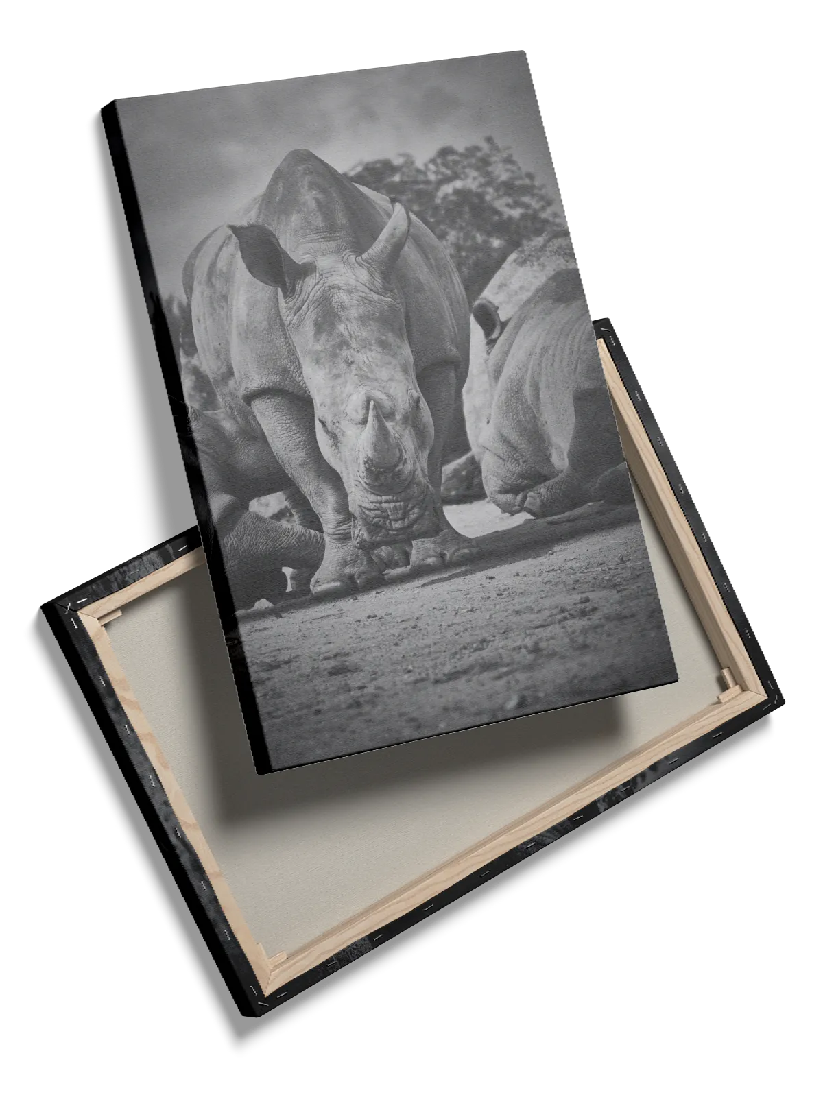 White Rhinoceros Group Plakat