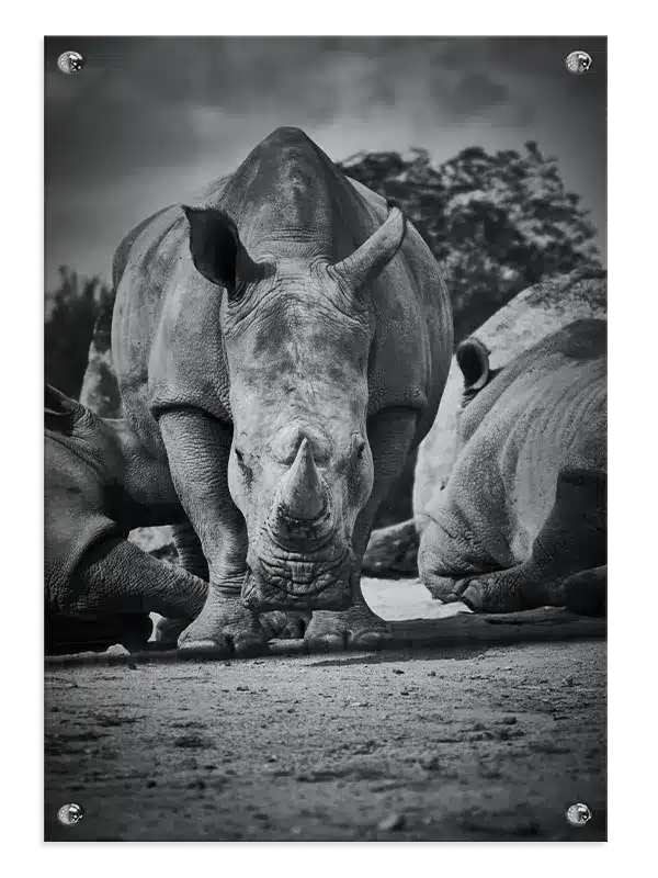 White Rhinoceros Group Plakat