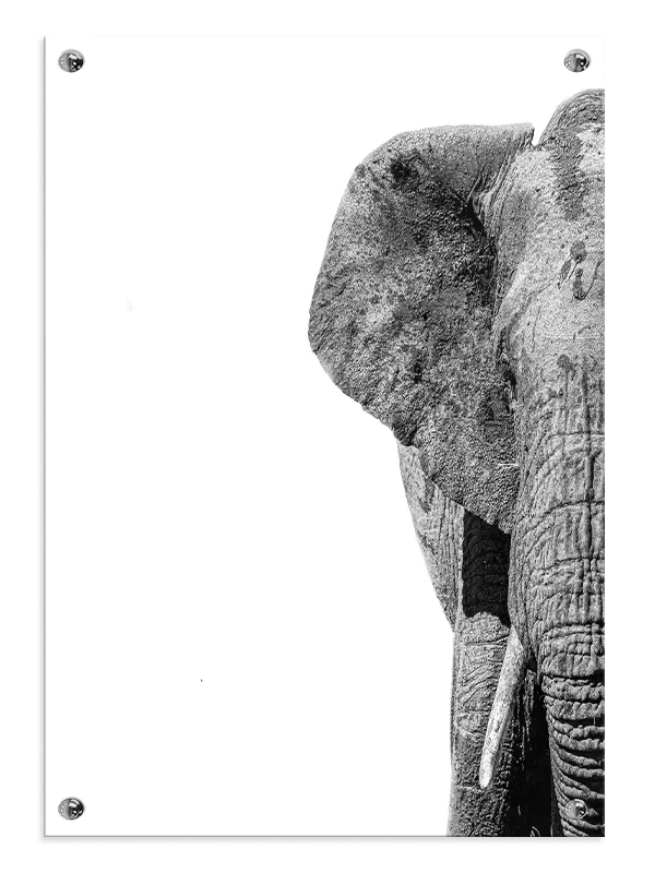 Elephant Close Up Plakat